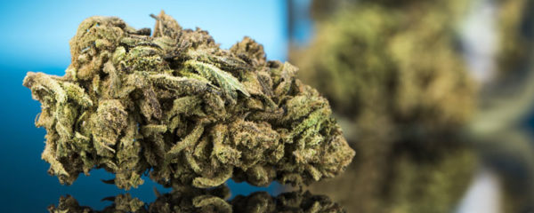 Des fleurs de CBD