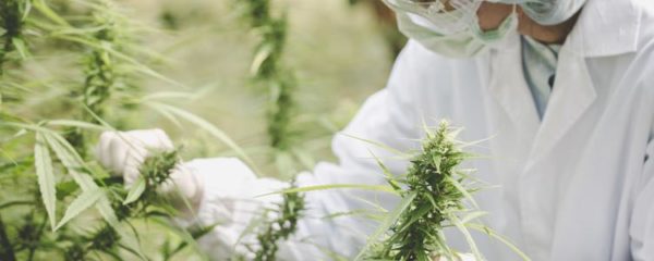 CBD