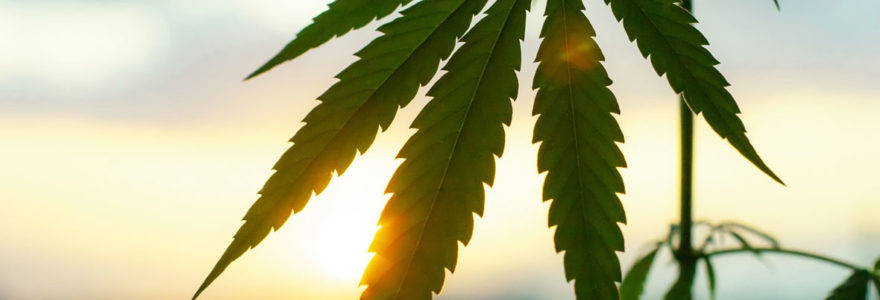 CBD